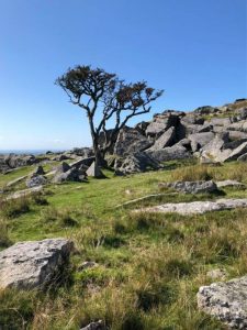 Dartmoor showing trees and rocks in the distance on a sunny day