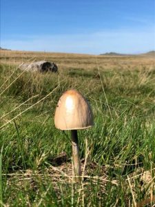 A white wild mushroom growing at Dartmoor UK