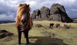 A brown pony with a long mane at Dartmoor UK