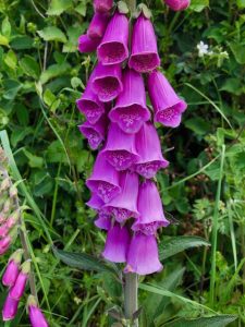 Close up of foxgloves growing in a hedgerow in Devon
